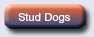 Flat-coated Retriever stud dogs