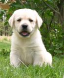 Working labrador puppies for sale kent