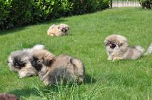 mini toy pekingese